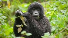 Gorilla Trekking in Rwanda