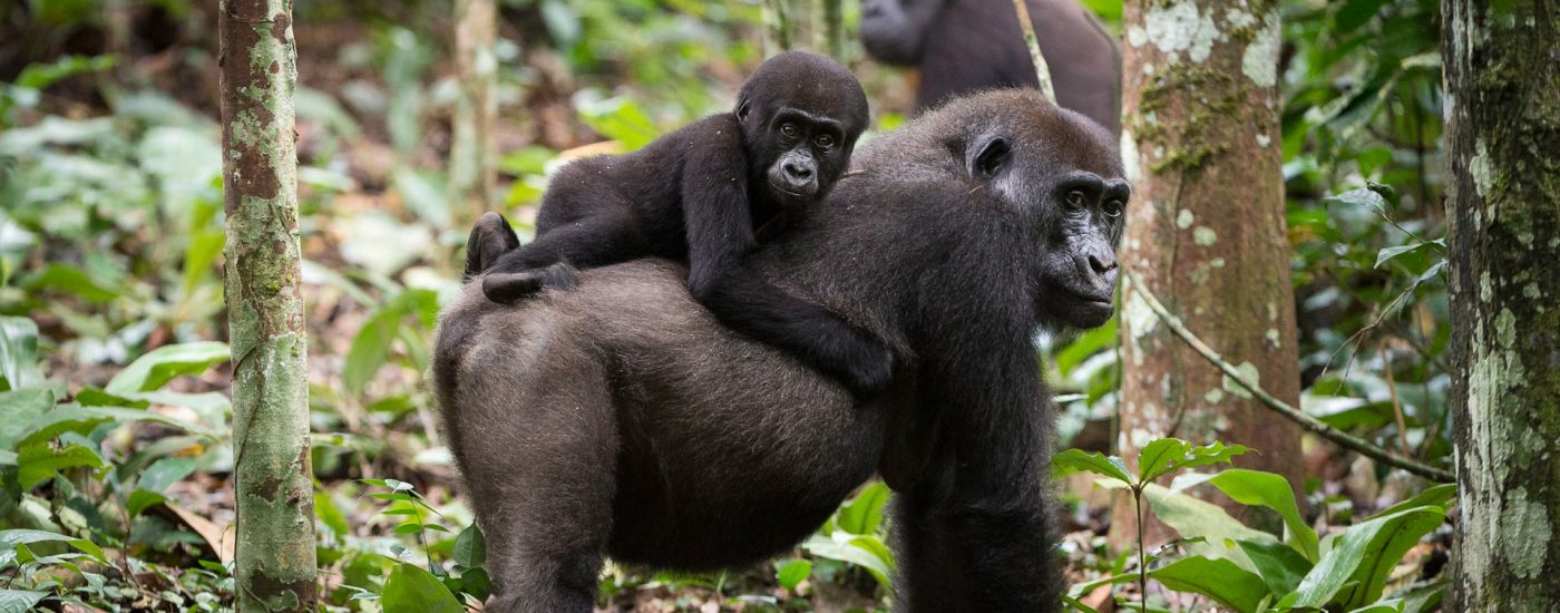 Every trip with us supports wildlife conservation