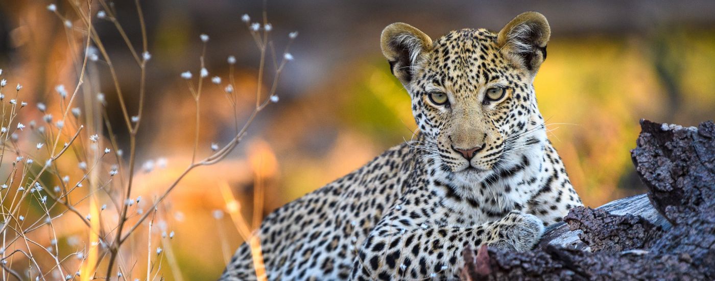 What's your dream safari