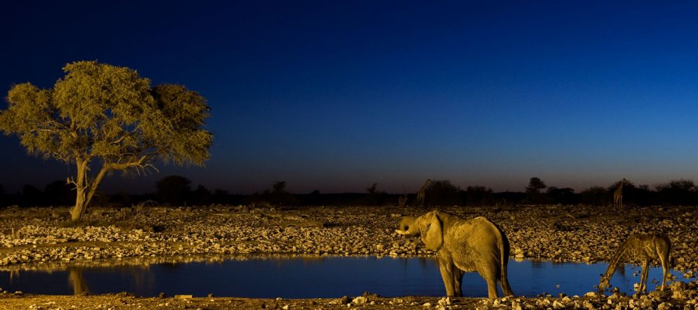 The watering hole is illuminated at night to give views of the amazing wildlife as they drink at night at Okaukuejo Rest Camp, Etosha National Park, Namibia - Image 4