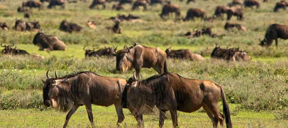 Lake Masek Tented Camp, Serengeti National Park, Tanzania - Image 2
