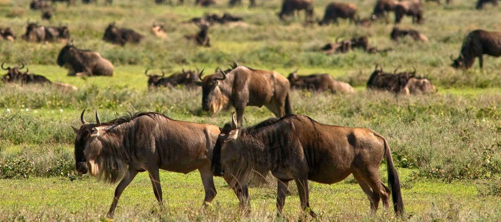 Lemala Kuria, Serengeti National Park, Tanzania - Image 1