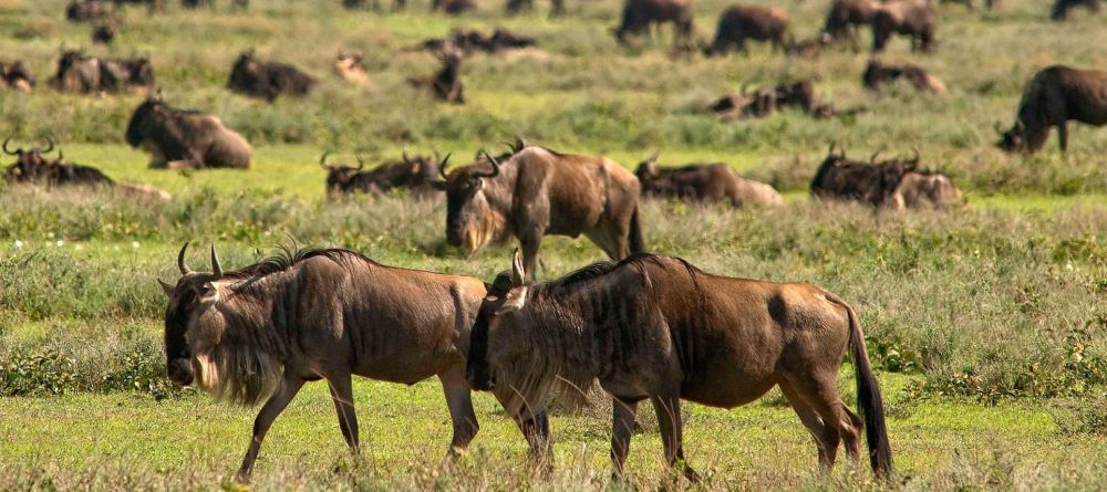 Lemala Mara Safari Camp, Masai Mara National Reserve, Tanzania - Image 6