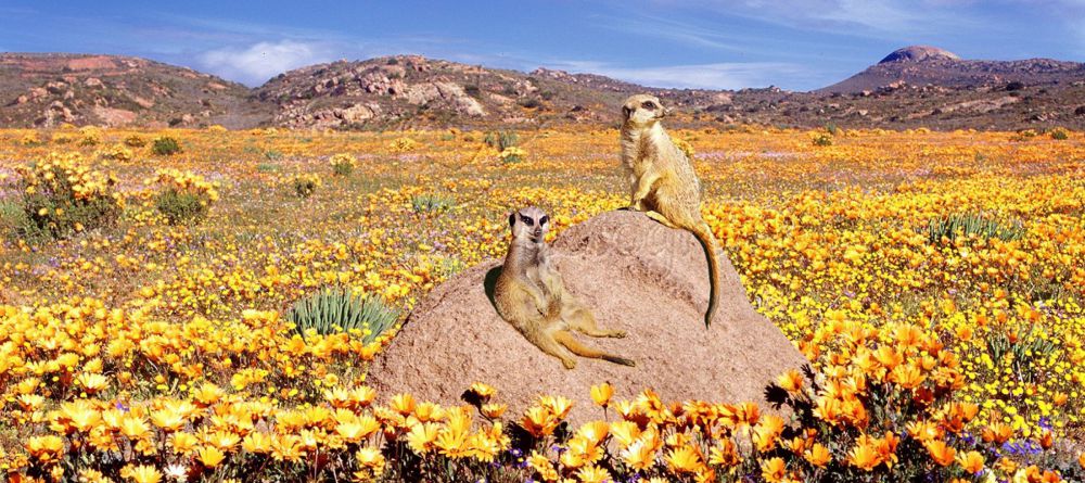 Daisy Country Lodge, Namakwaland, South Africa - Image 3
