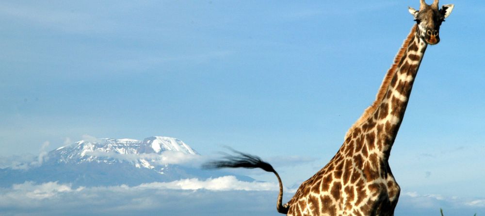 Giraffe at Hatari Lodge, Arusha National Park, Tanzania - Image 8