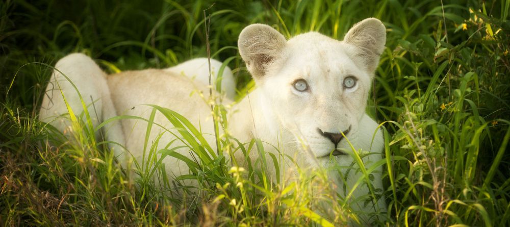 Tanda Tula Field Camp, Timbavati Game Reserve, South Africa - Image 6