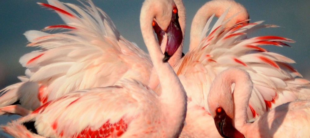 Ngare Sero Lake Natron Camp, Lake Natron, Tanzania - Image 6