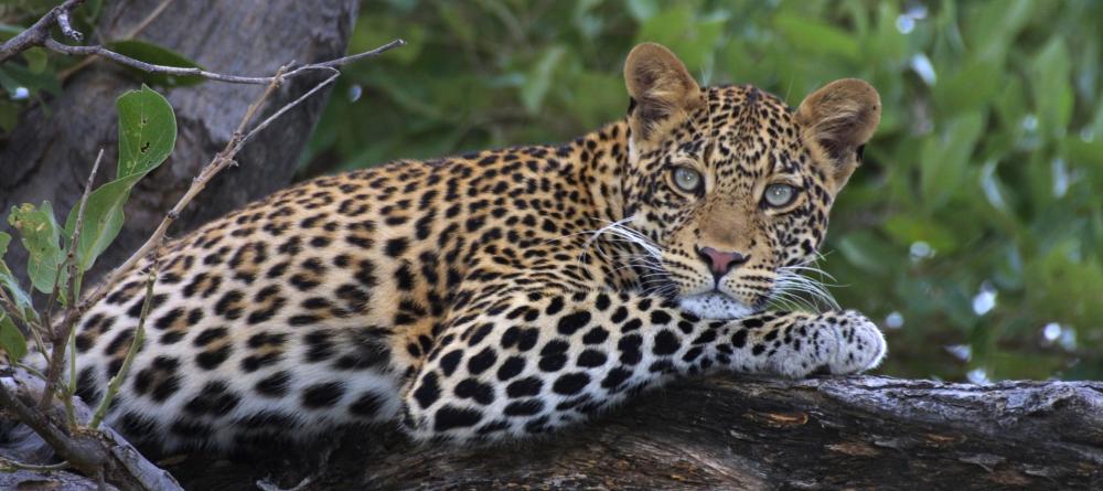 Curious leopard relaxes in a tree at Mashatu Tented Camp, Mashatu Game Reserve, Botswana - Image 5