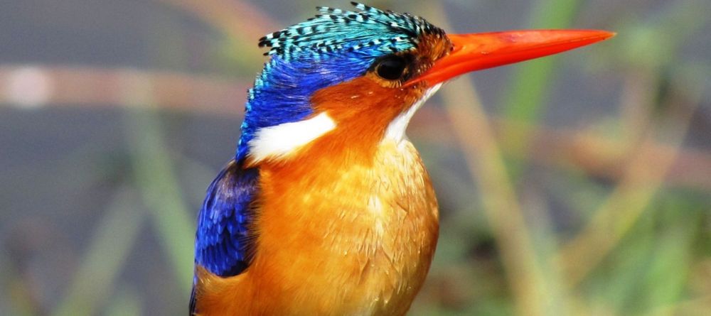 A Malachite Kingfisher sits by the riverbank at Chinzombo, South Luangwa National Park, Zambia - Image 5