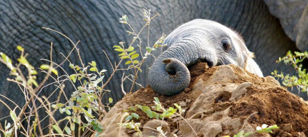 Simbavati River Lodge, Timbavati Game Reserve, South Africa - Image 9