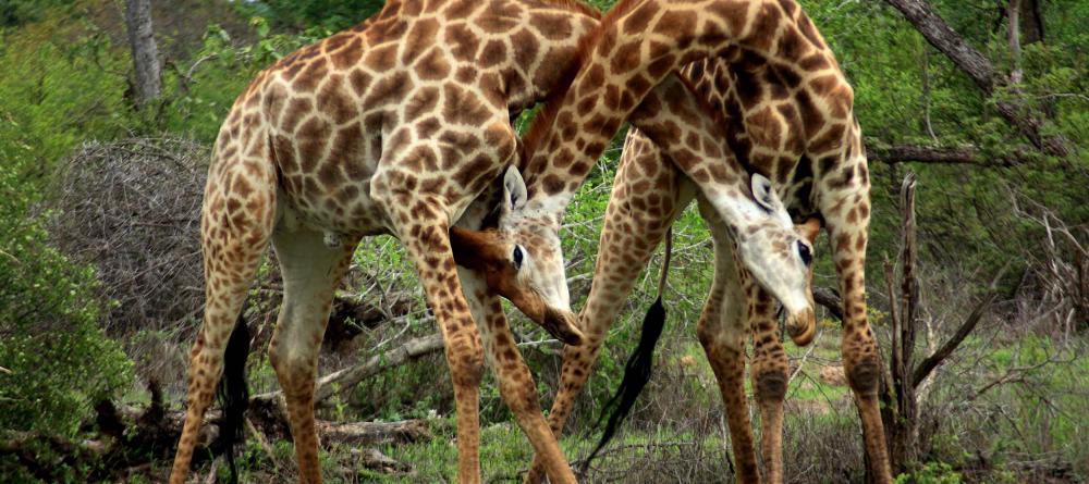 A pair of giraffes fight at Mashatu Tented Camp, Mashatu Game Reserve, Botswana - Image 6