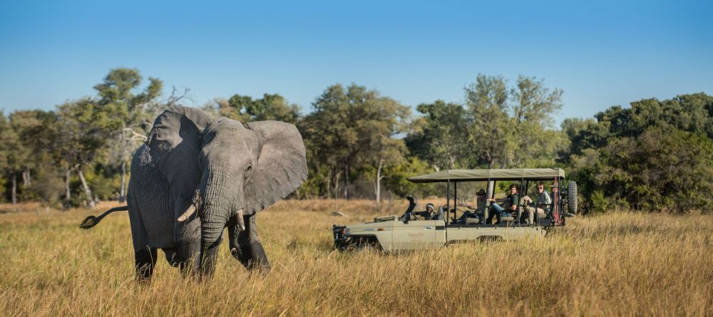 Elephant game drive - Image 8