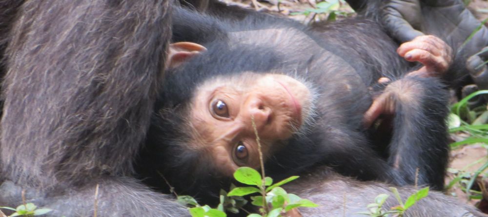 Brian was trekking at Mahale and was lucky to see some cute babies - Image 1