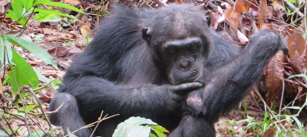 Chimpanzee grooming himself near the Greystoke Mahale Camp - Image 2