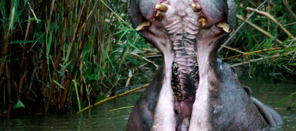 A hippo in the water at Mashatu Tented Camp, Mashatu Game Reserve, Botswana - Image 7