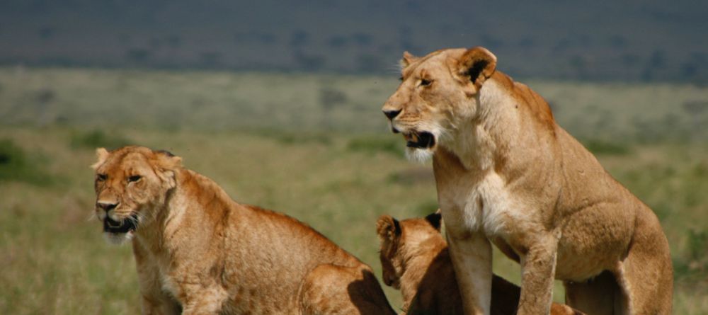 Mahali Mzuri, Olare Motogori Conservancy, Kenya - Image 11