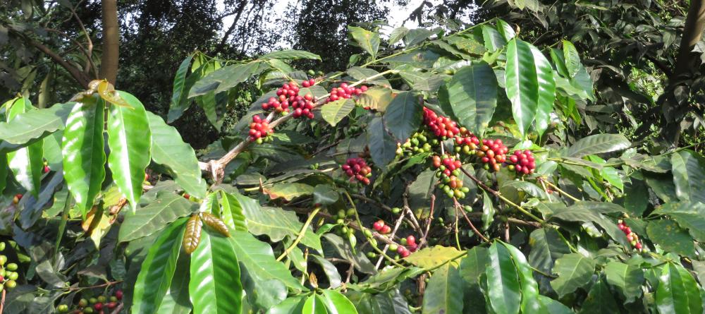 Guests gain insight to how the thirty acre coffee plantation works at Lake Duluti Lodge, Arusha, Tanzania (Mango staff photo) - Image 6