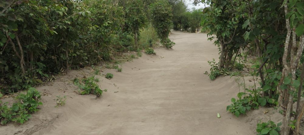 The beautiful pathways at Tarangire Osupuko Lodge, Tarangire National Park, Tanzania (Mango staff photo) - Image 1