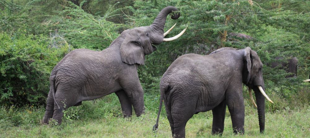 Lake Manyara elephants - Image 4