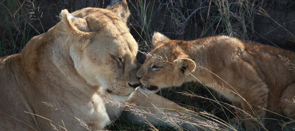 Mommy and baby lions - Image 2