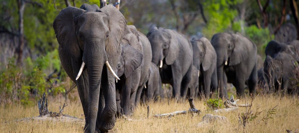 Hwange Bush Camp - Image 3