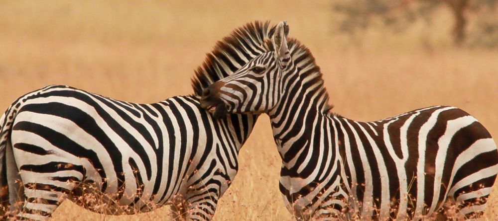 Mahali Mzuri, Olare Motogori Conservancy, Kenya - Image 19