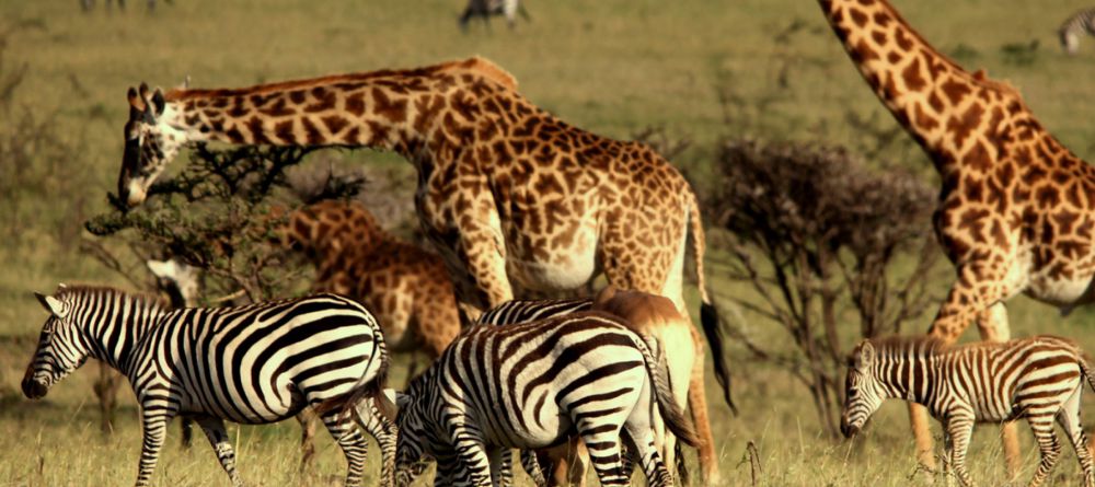 Mahali Mzuri, Olare Motogori Conservancy, Kenya - Image 29