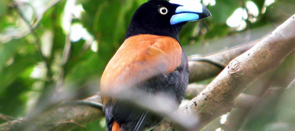 Camping in Marojejy National Park, Madagascar - Image 5