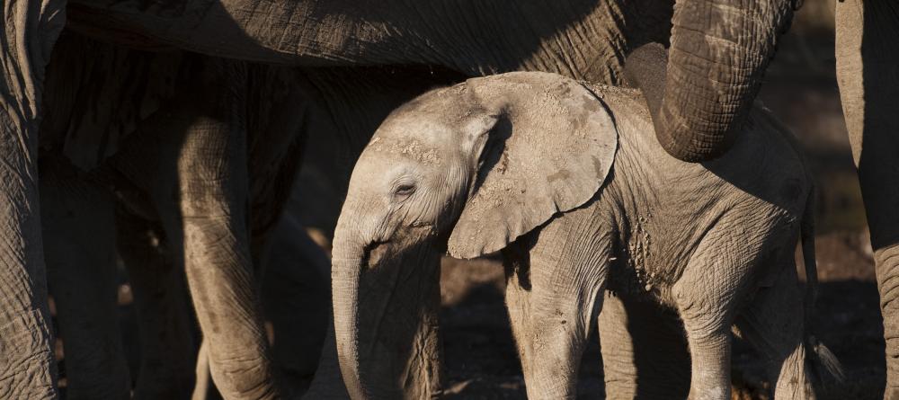 Baby elephant at Mashatu Tented Camp, Mashatu Game Reserve, Botswana - Image 1