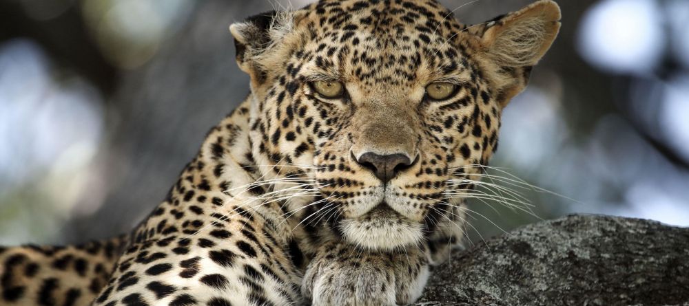 Mombo Camp, Moremi Game Reserve, Botswana - Image 21