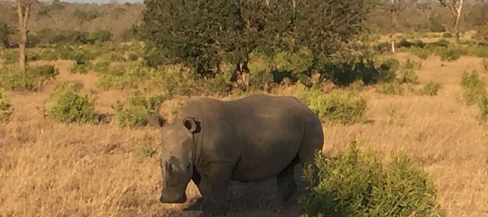 Notten's Bush Camp, Sabi Sands, South Africa - Image 1