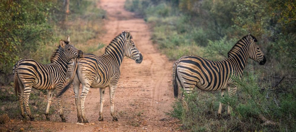 Garonga Safari Camp, Kruger National Park, South Africa - Image 5