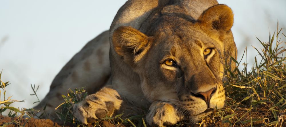 Lion resting at Mashatu Tented Camp, Mashatu Game Reserve, Botswana - Image 2