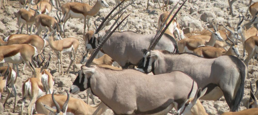 Herds of wildlife are attracted the watering hole at Okaukuejo Rest Camp, Etosha National Park, Namibia - Image 5