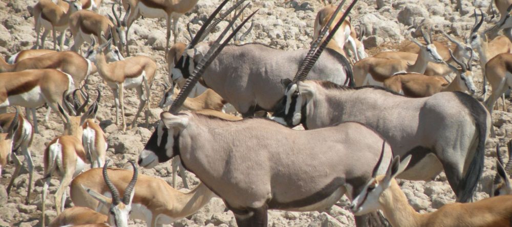 Abundant wildlife at Namutoni Rest Camp, Etosha National Park, Namibia - Image 1