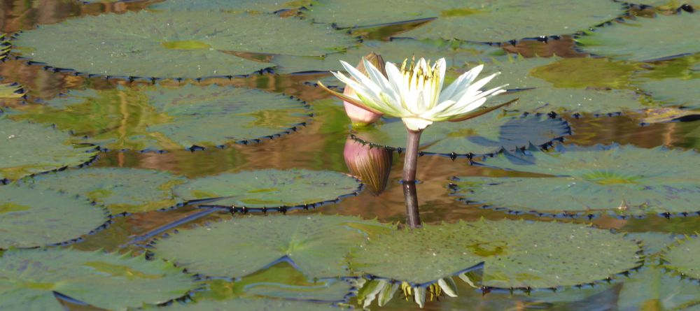 Water lilies on the Okavango Delta at Jao - Brian Huggins - Image 6