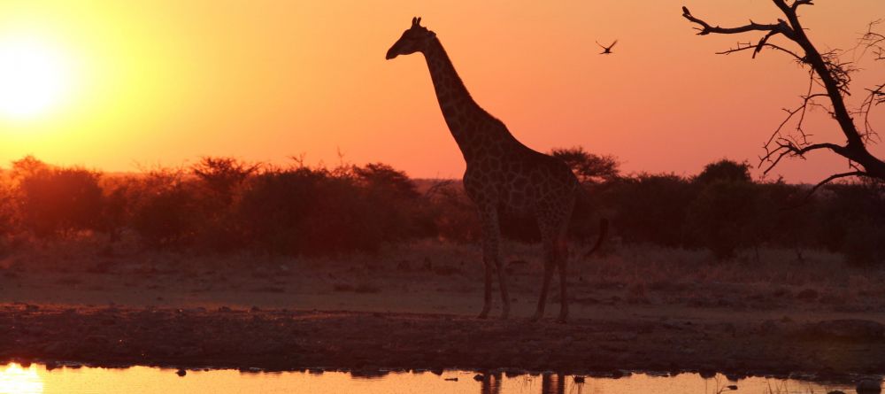 A giraffe silhouetted at sunset by the watering hole at Okaukuejo Rest Camp, Etosha National Park, Namibia - Image 6