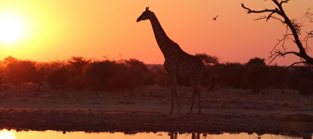 A giraffe silhouetted at sunset at Namutoni Rest Camp, Etosha National Park, Namibia - Image 2