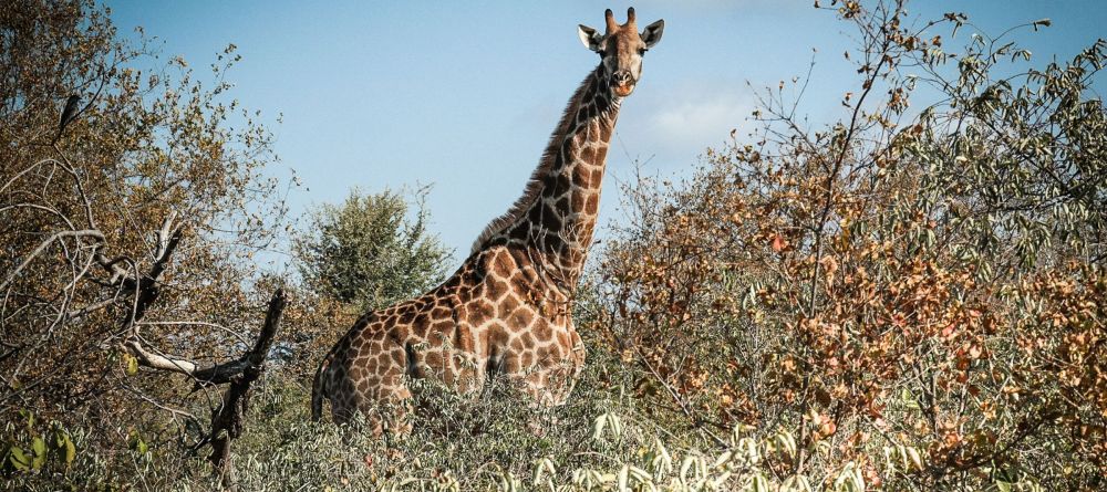 Garonga Safari Camp, Kruger National Park, South Africa - Image 1