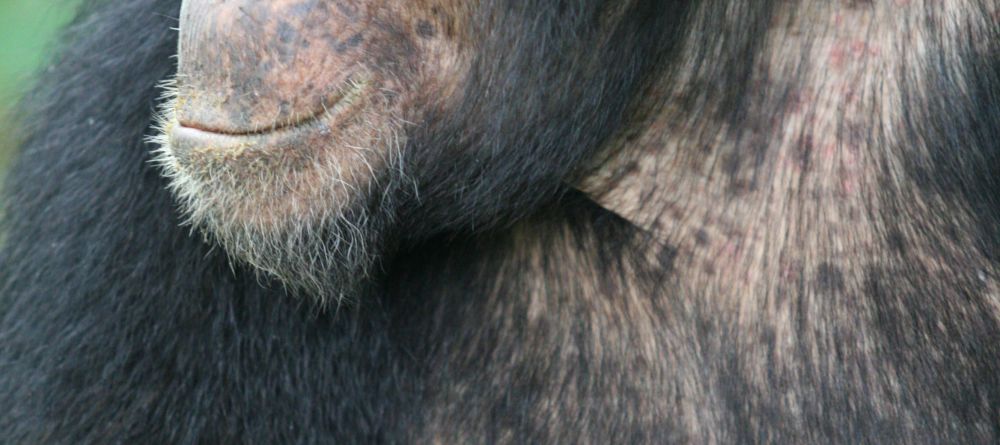 A friendly visitor at Kungwe Beach Lodge, Mahale Mountains National Park, Tanzania - Image 12