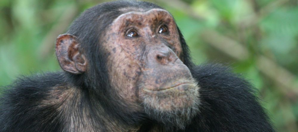 An inquisitive visitor at Kungwe Beach Lodge, Mahale Mountains National Park, Tanzania - Image 13