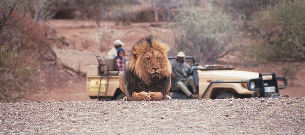 Lion spotted on a game drive at Mashatu Tented Camp, Mashatu Game Reserve, Botswana - Image 3