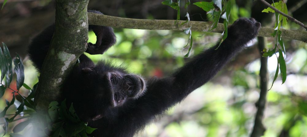 Playing around in the trees at Kungwe Beach Lodge, Mahale Mountains National Park, Tanzania - Image 14