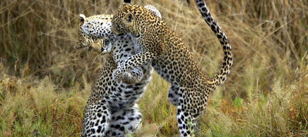 Nxamaseri Island Lodge, Okavango Delta, Botswana - Image 2