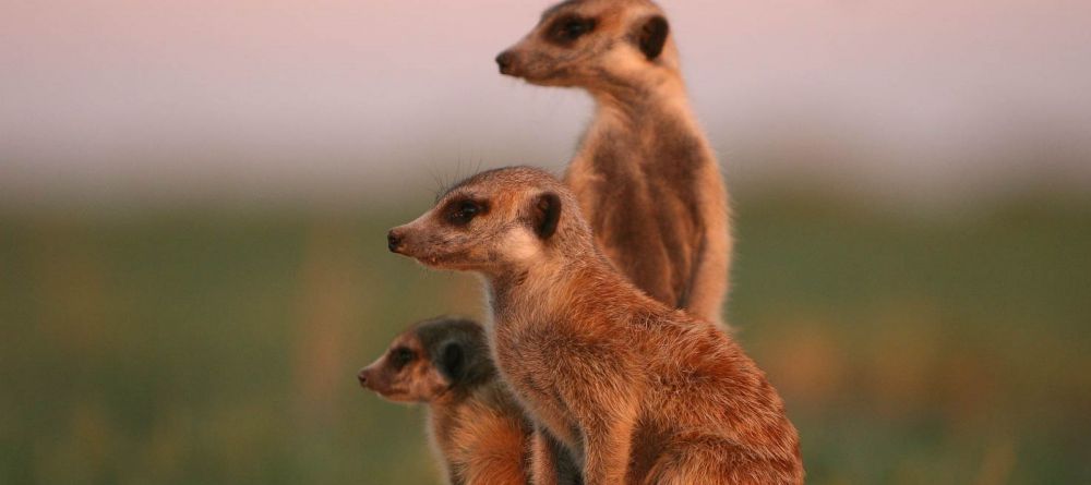 De Zeekoe Guest Farm, Oudtshoorn, South Africa - Image 4