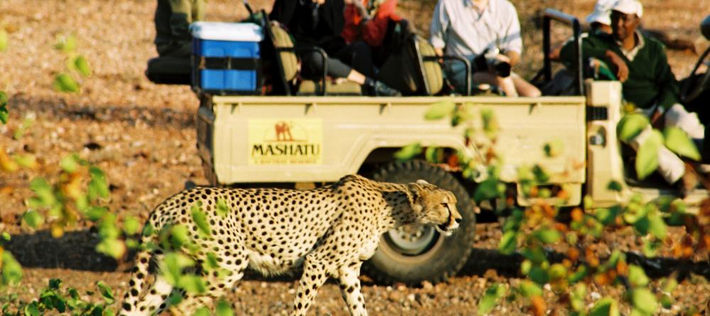 Cheetah spotted on a game drive at Mashatu Tented Camp, Mashatu Game Reserve, Botswana - Image 4