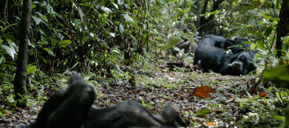 Chimps relaxing at Gombe Forest Lodge, Gombe National Park, Tanzania - Image 12