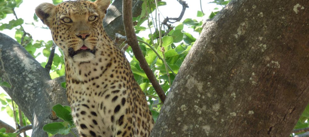 Gomoti Plains Camp, Moremi Game Reserve, Botswana - Image 5