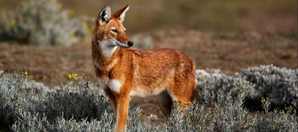 Bishangari Lodge, Bale Mountains National Park, Ethiopia - Image 5