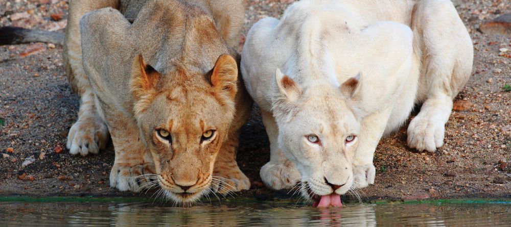 Tanda Tula Field Camp, Timbavati Game Reserve, South Africa - Image 7